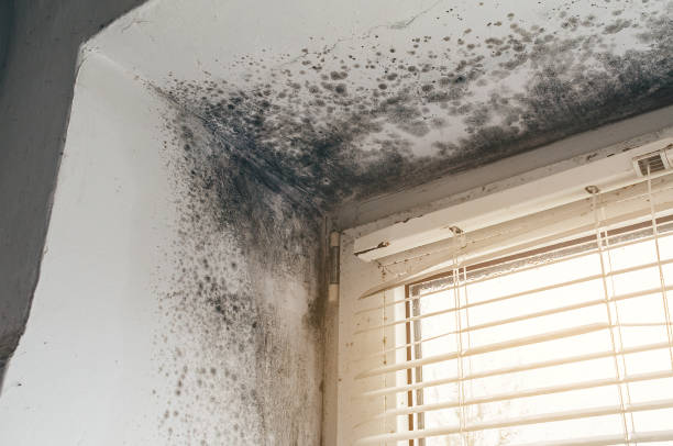 Affordable Basement Mold Removal solutions in Sayreville, NJ